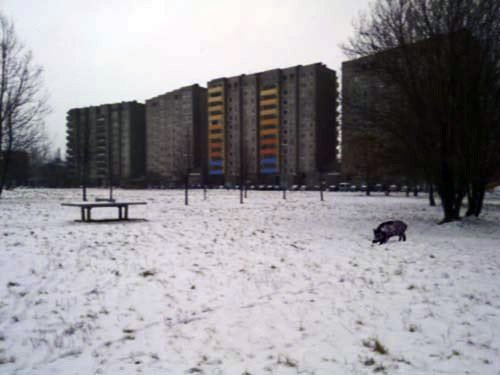 dzik-jest-dziki-dzik-jest-zy-38188