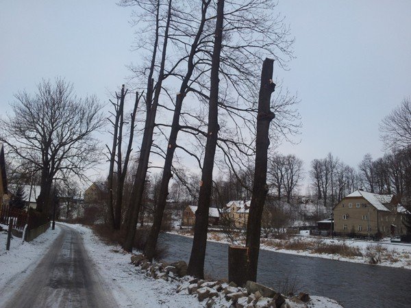 wycinka-niebezpiecznych-drzew-bo-wygladaja-na-chore-38267