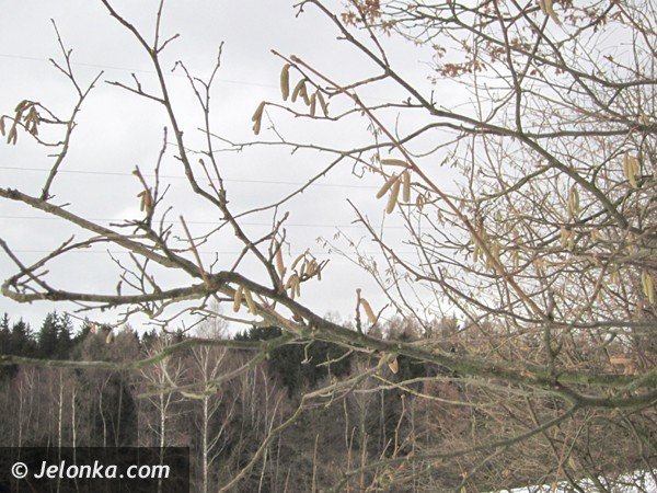 zimowe-przebudzenie-w-naturze-38327