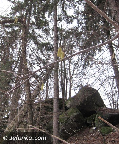 zimowe-przebudzenie-w-naturze-38327