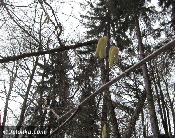 zimowe-przebudzenie-w-naturze-38327