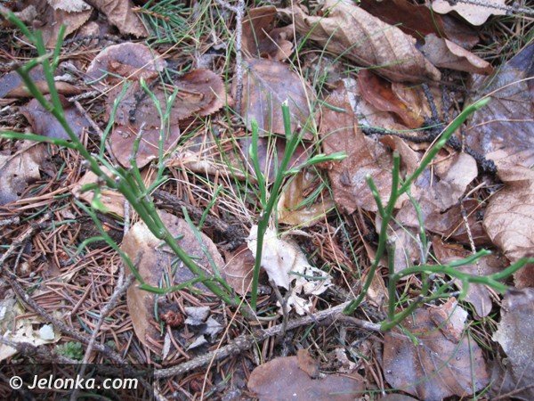 zimowe-przebudzenie-w-naturze-38327