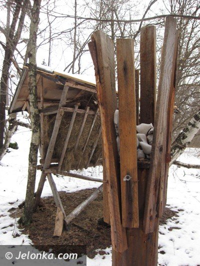lesny-savoir-vivre-i-akcesoria-dla-dobra-natury-38353