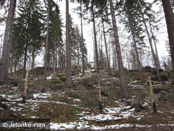 lesny-savoir-vivre-i-akcesoria-dla-dobra-natury-38353