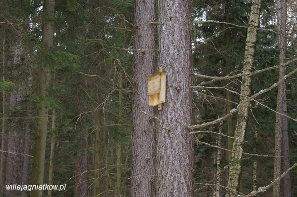 na-rakietach-snieznych-tropami-karkonosza-38856