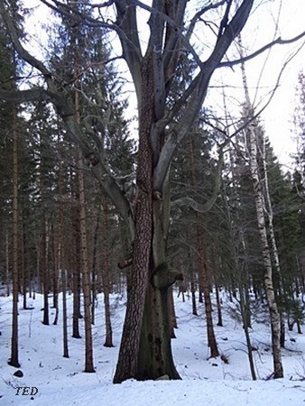 na-rakietach-snieznych-tropami-karkonosza-38856