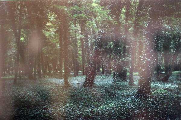 gdybys-niedzwiedziu-w-mateczniku-siedzia-fototajemnice-waldemara-grzelaka-38922