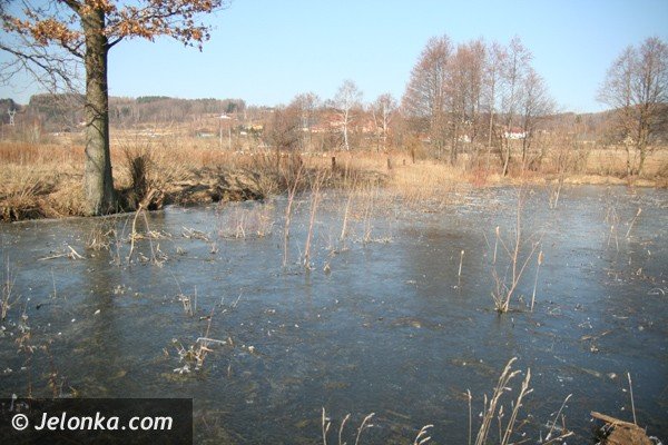 kto-truje-ryby-w-stawie-w-wojcieszycach-38999