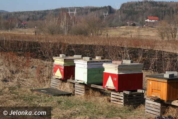 podpalacze-ak-juz-w-akcji-plaga-jak-co-roku-39023