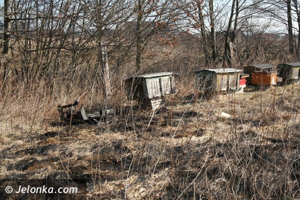 podpalacze-ak-juz-w-akcji-plaga-jak-co-roku-39023