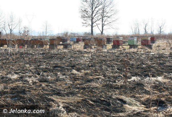 podpalacze-ak-juz-w-akcji-plaga-jak-co-roku-39023