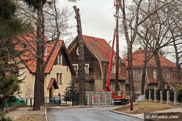 przerzedzanie-drzew-na-ulicy-sowackiego-39122