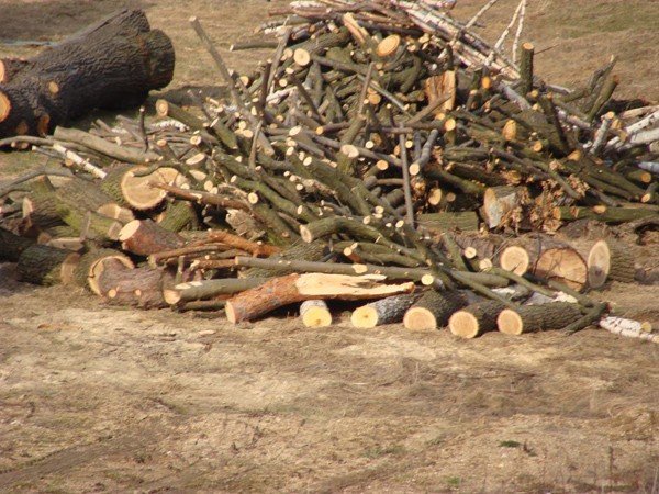 nikomu-nie-przeszkadzay-a-poszy-pod-topor-wycinka-zbulwersowaa-ciepliczan-39130