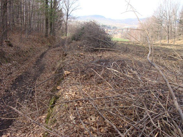 nikomu-nie-przeszkadzay-a-poszy-pod-topor-wycinka-zbulwersowaa-ciepliczan-39130