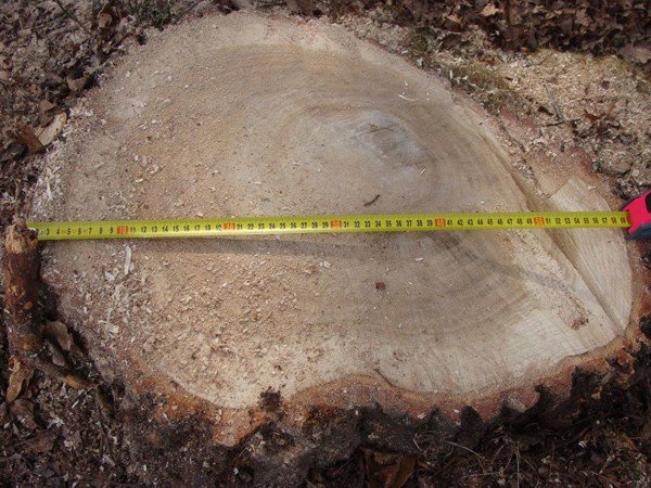 nikomu-nie-przeszkadzay-a-poszy-pod-topor-wycinka-zbulwersowaa-ciepliczan-39130