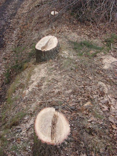 nikomu-nie-przeszkadzay-a-poszy-pod-topor-wycinka-zbulwersowaa-ciepliczan-39130