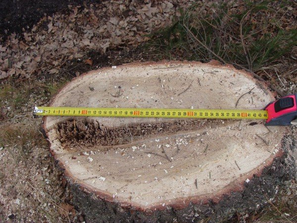 nikomu-nie-przeszkadzay-a-poszy-pod-topor-wycinka-zbulwersowaa-ciepliczan-39130