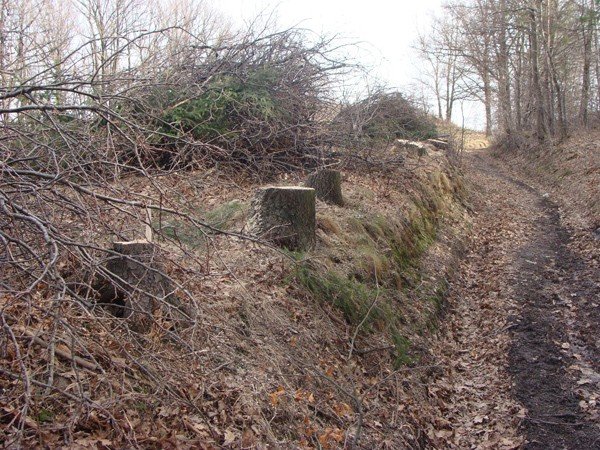 nikomu-nie-przeszkadzay-a-poszy-pod-topor-wycinka-zbulwersowaa-ciepliczan-39130