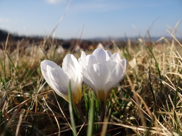 karkonoskie-krokusy-zalsniy-fioletem-u-podnoza-zamku-chojnik-39375