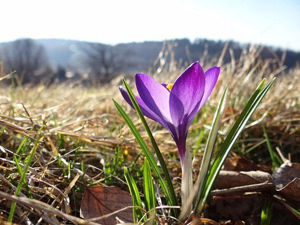 karkonoskie-krokusy-zalsniy-fioletem-u-podnoza-zamku-chojnik-39375