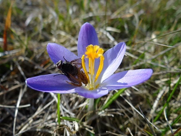 karkonoskie-krokusy-zalsniy-fioletem-u-podnoza-zamku-chojnik-39375