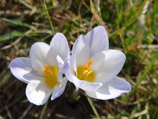 karkonoskie-krokusy-zalsniy-fioletem-u-podnoza-zamku-chojnik-39375