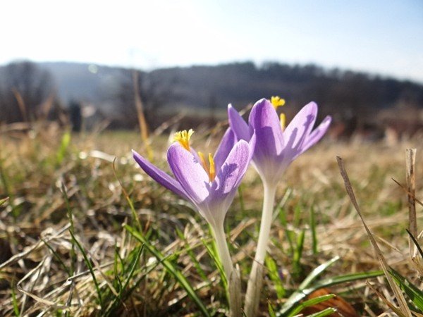 karkonoskie-krokusy-zalsniy-fioletem-u-podnoza-zamku-chojnik-39375