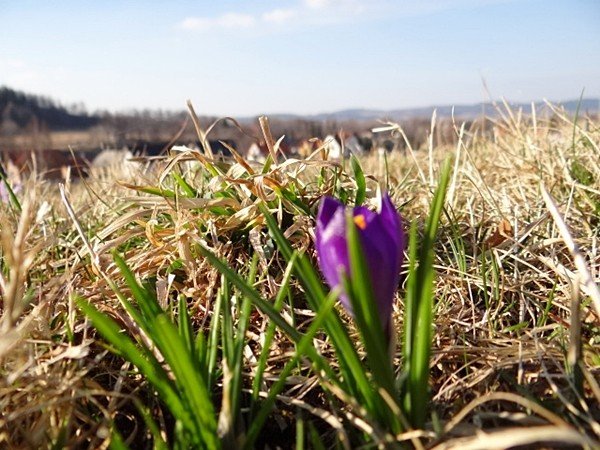 karkonoskie-krokusy-zalsniy-fioletem-u-podnoza-zamku-chojnik-39375