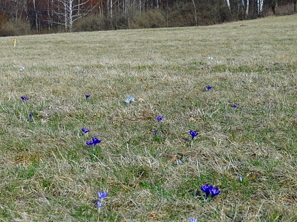 karkonoskie-krokusy-zalsniy-fioletem-u-podnoza-zamku-chojnik-39375