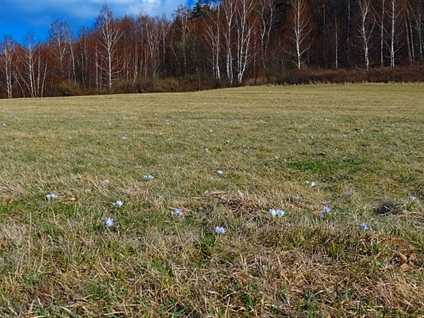 karkonoskie-krokusy-zalsniy-fioletem-u-podnoza-zamku-chojnik-39375