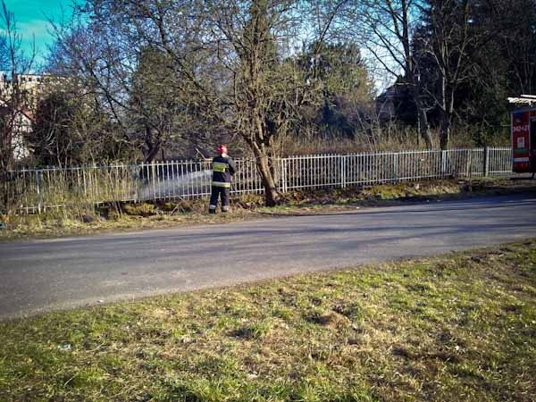 palia-sie-trawa-przy-zameczku-i-blisko-stacji-paliw-39538