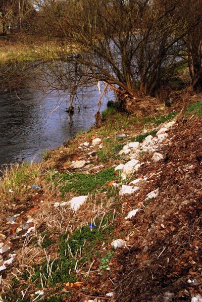 czyszcza-brzegi-bobru-w-janowicach-wielkich-39563