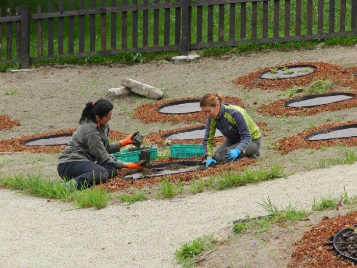 powstanie-ogrod-zio-i-krzewow-karkonoskich-40511