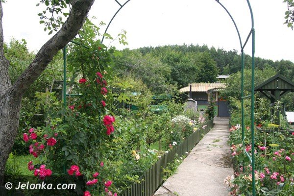 zostawcie-nam-nasze-ogrody-apeluja-dziakowcy-boja-sie-ze-straca-swoj-azyl-foto-40979