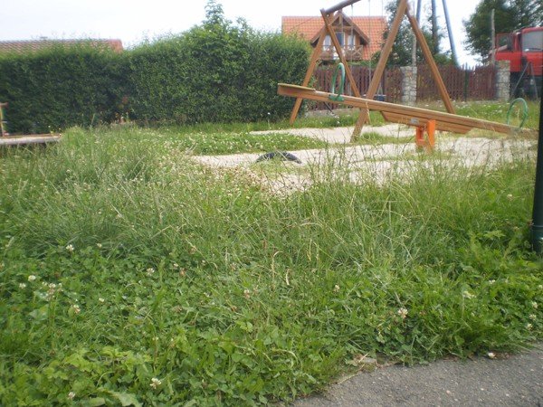 na-placu-zabaw-w-michaowicach-kroluja-chaszcze-foto-41076