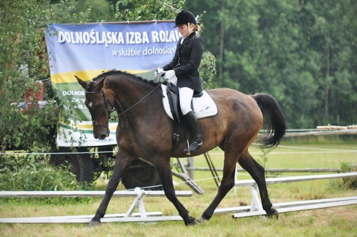 to-dopiero-bya-orka-scigay-sie-tez-konne-zaprzegi-byo-ujezdzanie-foto-41353