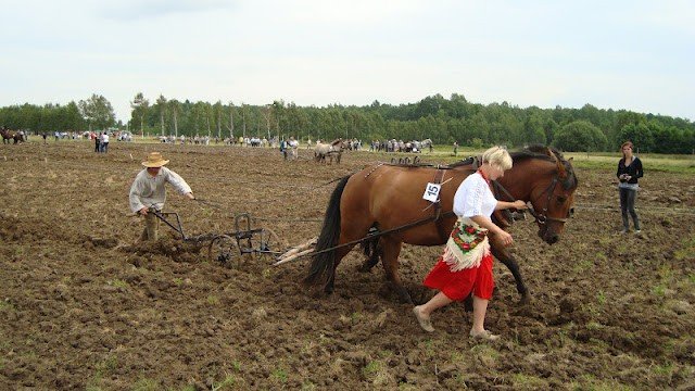 to-dopiero-bya-orka-scigay-sie-tez-konne-zaprzegi-byo-ujezdzanie-foto-41353