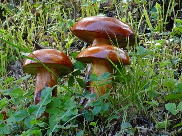 niezwyka-integracja-w-jagniatkowie-foto-41473