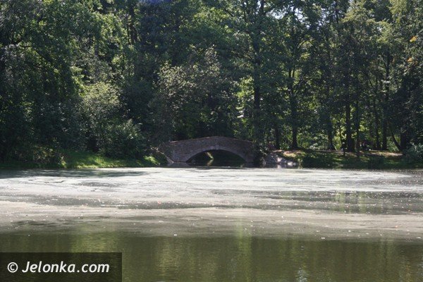 park-norweski-w-cieplicach-nabiera-blasku-foto-41734