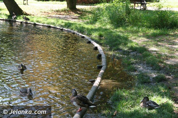 park-norweski-w-cieplicach-nabiera-blasku-foto-41734