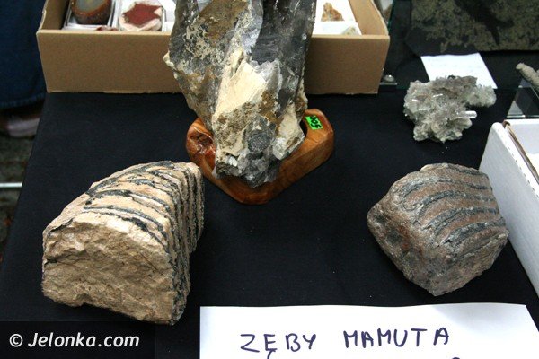 szlachetne-kamienie-i-jaja-dinozaurow-w-parku-norweskim-foto-41856