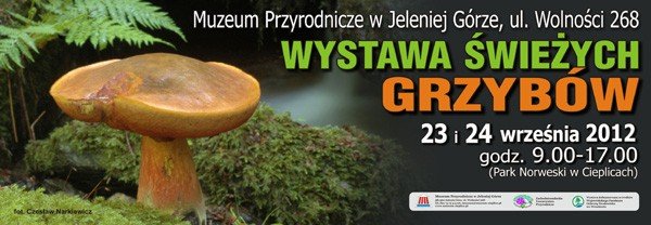 wystawa-swiezych-grzybow-w-parku-norweskim-42128