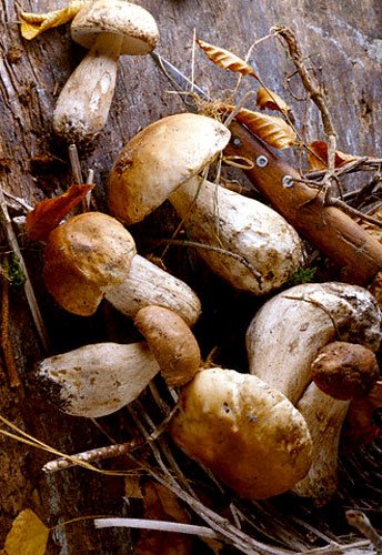 Borowiki szklachetne (boletus edulis) obrodziły w tym roku wyjątkowo.