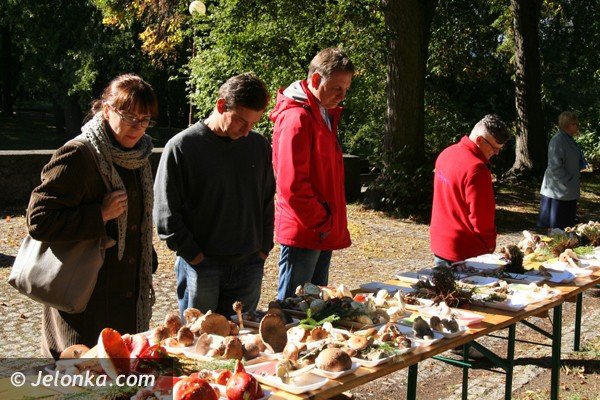 grzyby-pachnace-rzodkiewka-i-inne-okazy-na-wystawie-w-parku-norweskim-jeszcze-dzisiaj-foto-42164