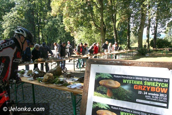 grzyby-pachnace-rzodkiewka-i-inne-okazy-na-wystawie-w-parku-norweskim-jeszcze-dzisiaj-foto-42164