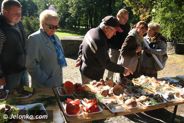 grzyby-pachnace-rzodkiewka-i-inne-okazy-na-wystawie-w-parku-norweskim-jeszcze-dzisiaj-foto-42164