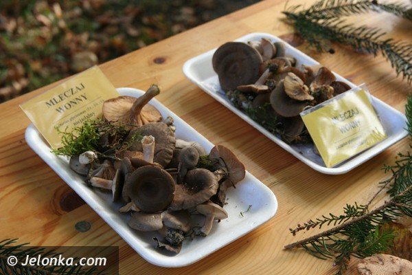 grzyby-pachnace-rzodkiewka-i-inne-okazy-na-wystawie-w-parku-norweskim-jeszcze-dzisiaj-foto-42164