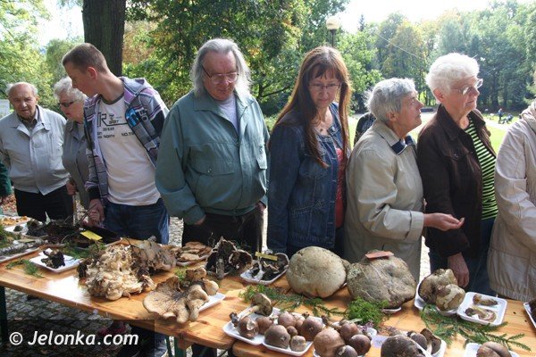 grzyby-pachnace-rzodkiewka-i-inne-okazy-na-wystawie-w-parku-norweskim-jeszcze-dzisiaj-foto-42164