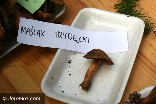grzyby-pachnace-rzodkiewka-i-inne-okazy-na-wystawie-w-parku-norweskim-jeszcze-dzisiaj-foto-42164