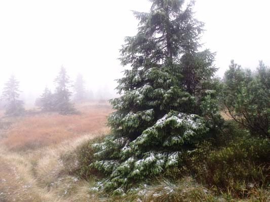 w-gorach-sypneo-biaym-puchem-foto-42428